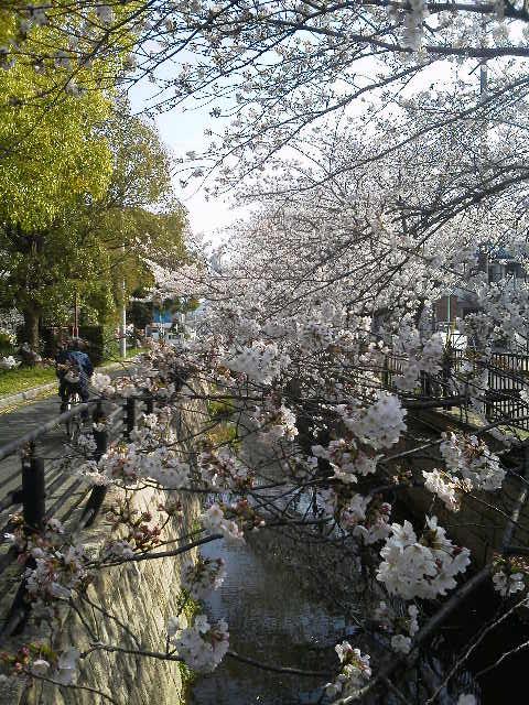 ｂ桜.jpg
